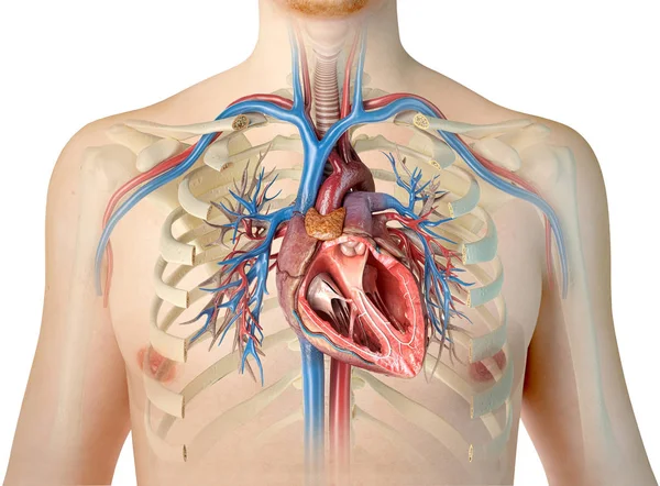 気管支樹カット胸郭と人間の心の断面 白い背景の上 — ストック写真
