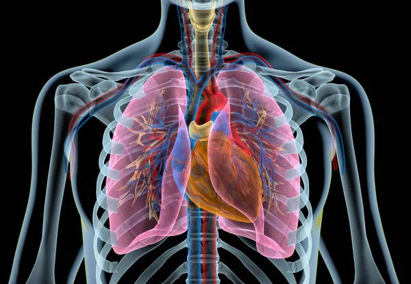 気管支 カット胸郭と人間の心 黒の背景に及ぼす影響を 線します — ストック写真