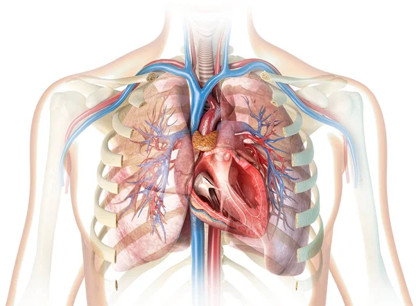Corte Transversal Coração Humano Com Vasos Pulmões Árvore Brônquica Caixa — Fotografia de Stock