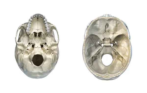 Crânio Humano Corte Transversal Vista Inferior Fundo Branco Imagem Anatomia — Fotografia de Stock