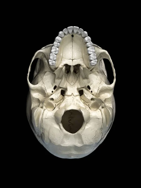 人間の頭蓋骨は 下から見てください 黒い背景に — ストック写真