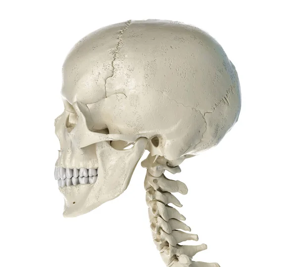 Human Skull Viewed Side White Background — Stock Photo, Image