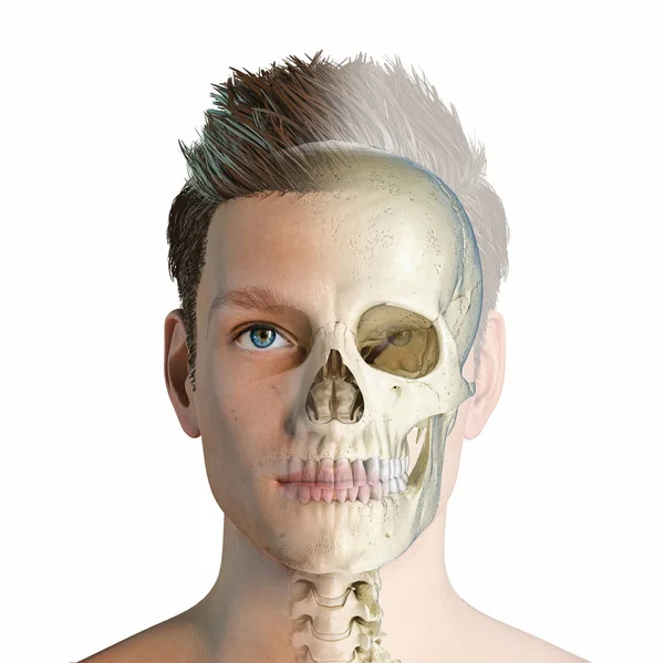 Homem Mandíbula Ou Maxilar Osso Com Os Dentes Vista Anterior Ou Frontal  Anatomicamente Precisa Isolado No Fundo Branco 3D Renderização Ilustração.  Anatomia, Medicina, Biologia, Conceito De Ciência. Foto Royalty Free,  Gravuras, Imagens