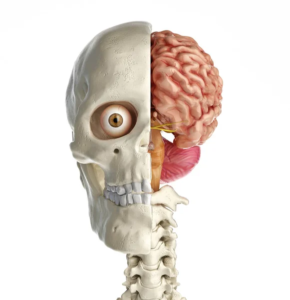 Human Skull Mid Sagittal Cross Section Brain Front View White — Stock Photo, Image