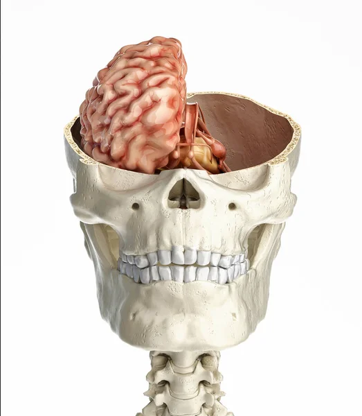 Corte Transversal Del Cráneo Humano Con Cerebro Vista Frontal Sobre — Foto de Stock