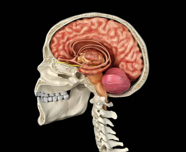 Menselijke Schedel Medio Sagittaal Dwarsdoorsnede Met Hersenen Zijaanzicht Zwarte Achtergrond — Stockfoto