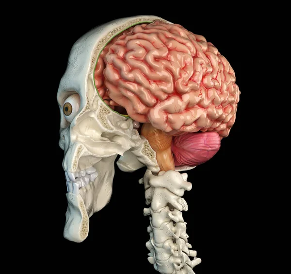 Menselijke Schedel Medio Sagittaal Dwarsdoorsnede Met Hersenen Perspectief Uitzicht Zwarte — Stockfoto
