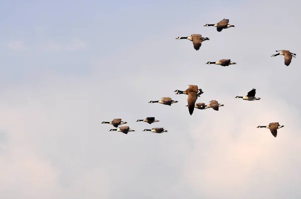 flight geese, geese, fly, wing, freedom, sky, heaven