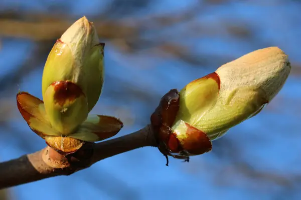 Knospen Einer Kastanie — Stockfoto