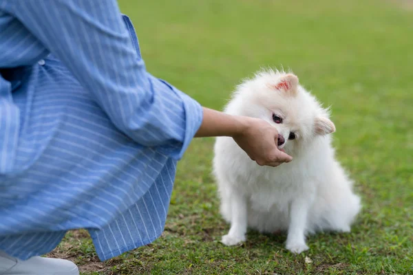 Їжте Померанського Собаку Відкритому Парку — стокове фото