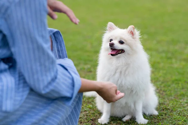 波美拉尼亚犬等待命令 — 图库照片