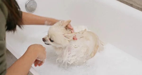 Pomeranian Cão Tomar Banho — Fotografia de Stock