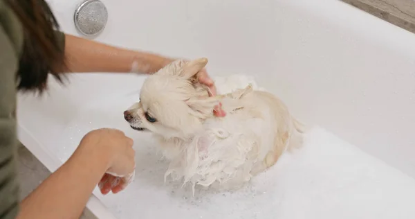 Poméranie Chien Prendre Bain — Photo