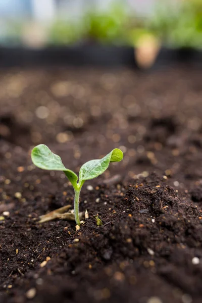 Piantine Stanno Crescendo Dal Terreno Fertile — Foto Stock