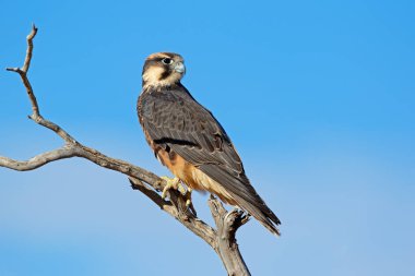 A lanner falcon (Falco biarmicus) perched on a branch, South Africa  clipart
