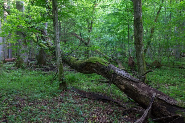 Stary Dąb Łamany Stare Naturalne Drzewko Liściaste Puszcza Białowiska Polska — Zdjęcie stockowe