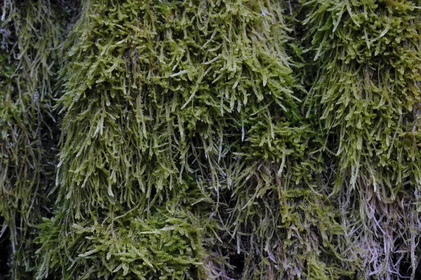 Árbol Musgo Primer Plano Fondo Primavera Bosque Bialowieza Polonia Europa — Foto de Stock