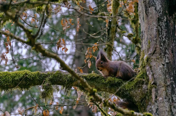 Esquilo Vermelho Eurasiano Sentado Ramo Chifres Início Primavera Floresta Bialowieza — Fotografia de Stock