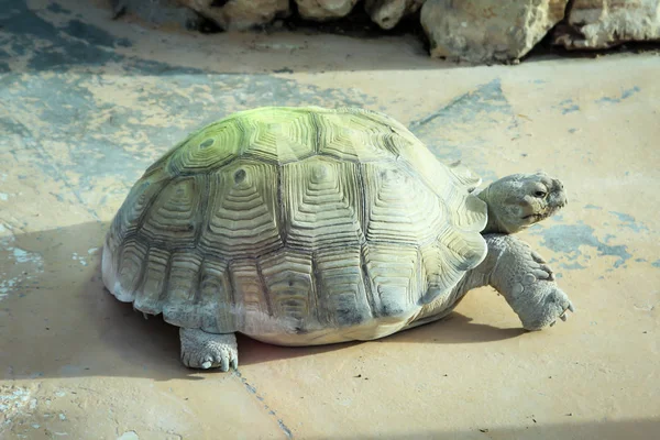 Est Une Tortue Tortue Terrestre — Photo