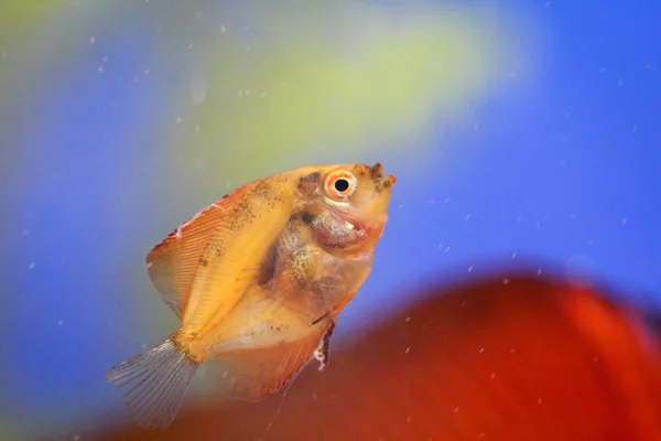 Marint Liv Havsvatten Fauna — Stockfoto