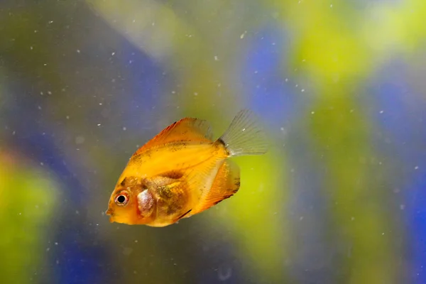 Pirayfisk Farligt Rovdjur — Stockfoto