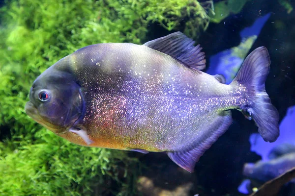 Porträt Eines Piranhas — Stockfoto