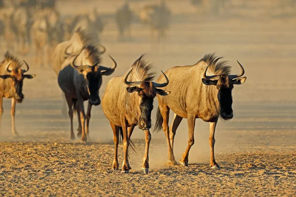 Ñus Azul Connochaetes Taurinus Caminando Lecho Río Seco Desierto Kalahari — Foto de Stock