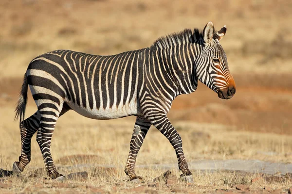 Cape Mountain Zebra Equus Zebra Habitat Natural Parque Nacional Mountain — Fotografia de Stock