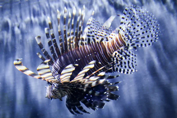 海洋生物や海水生物 — ストック写真