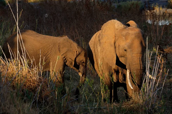 Elefantes Africanos Loxodonta Africana Alimentação Kruger National Park África Sul — Fotografia de Stock