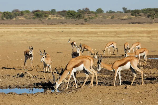 位于南非卡拉哈里沙漠一个水坑的羚羊群 Antidorcas Marsupialis — 图库照片