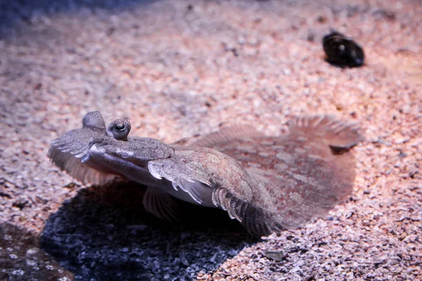 Flat Fish Bottom See — Stock Photo, Image