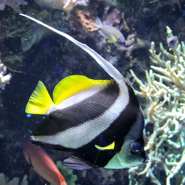 Pesce Nella Barriera Corallina — Foto Stock