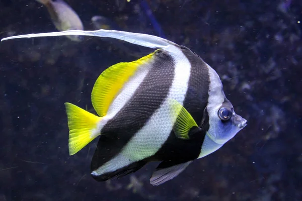 Fish Reef — Stock Photo, Image