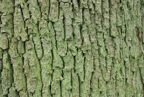 Corteza Árbol Madera Naturaleza Texturizada — Foto de Stock