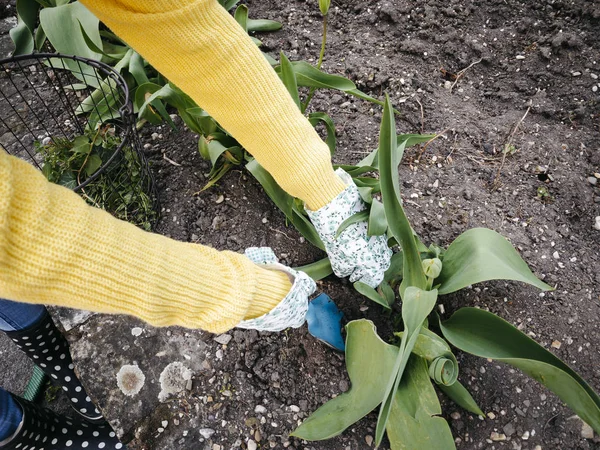 Young Pretty Woman Yellow Glasses Sweater Weeding Weeds — Stock Photo, Image