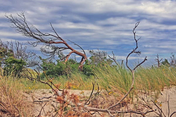 Des Cadavres Arbres Sur Plage Mer Baltique Près Prerow — Photo