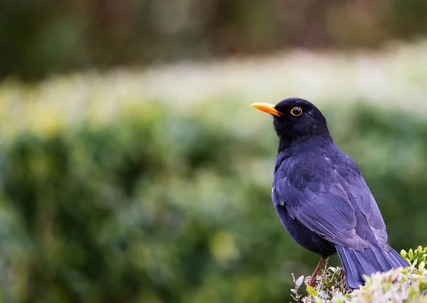 Czujny Amselhahn Turdus Merula — Zdjęcie stockowe