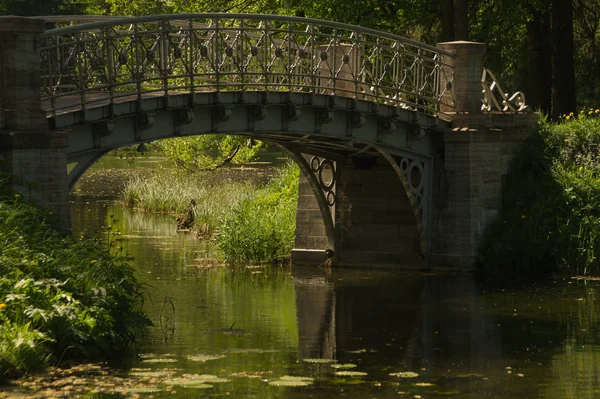 Brug Het Bos Natuurlandschap — Stockfoto