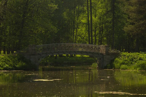 森林里的桥 自然景观 — 图库照片