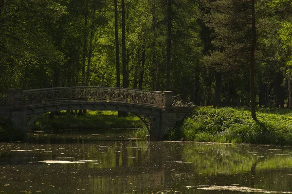 Brücke Wald Naturlandschaft — Stockfoto