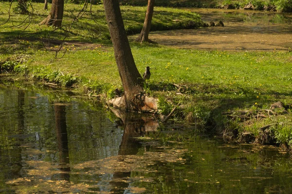 Wilder Teich Wald — Stockfoto