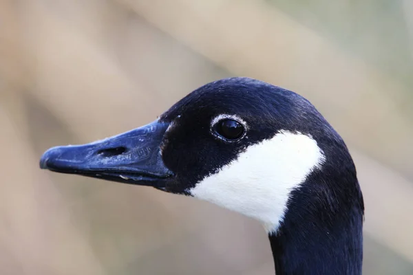 Estudo Principal Branta Canadensis Kanadagan — Fotografia de Stock