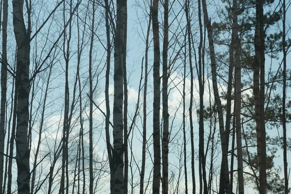 Bosque Con Árboles Altos Fondo — Foto de Stock