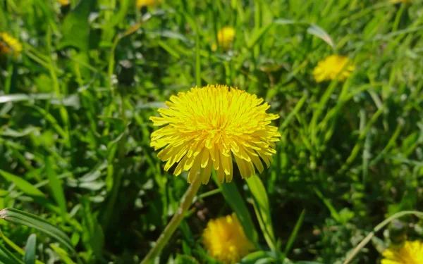 Primo Piano Dei Denti Leone Sul Prato Giorno — Foto Stock