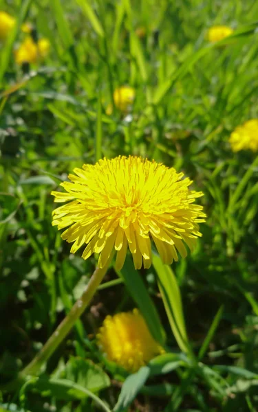 Nahaufnahme Von Löwenzahn Auf Der Wiese Tag — Stockfoto