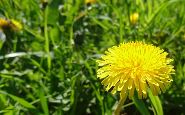 Primo Piano Dei Denti Leone Sul Prato Giorno — Foto Stock