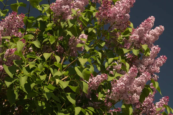 Kwiat Liliowy Zapleczu Ogrodu — Zdjęcie stockowe