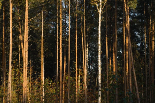Лес Высоком Фоне Деревьев — стоковое фото