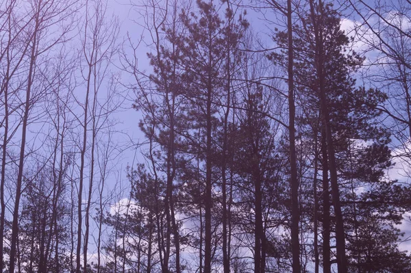 Bos Met Hoge Bomen Achtergrond — Stockfoto